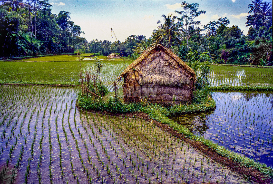 "Rice paddy & hut" stock image