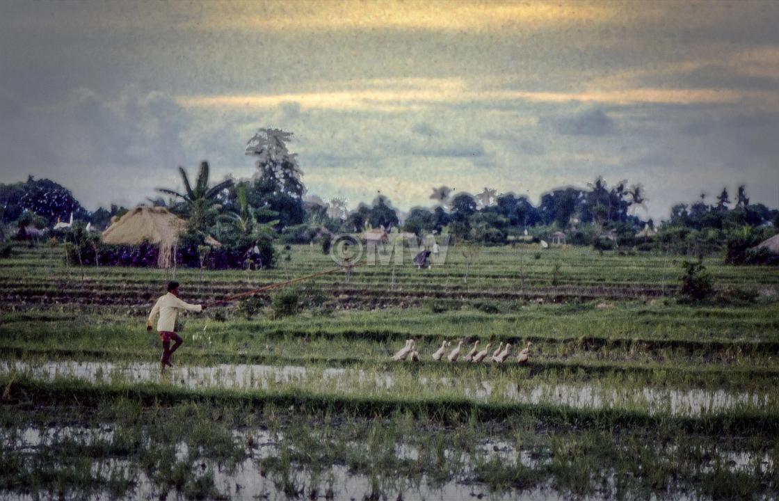 "Balinese farmer with ducks" stock image