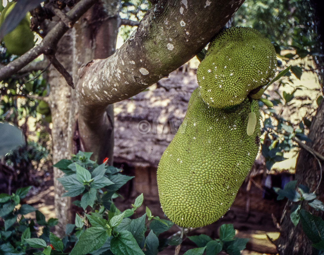 "Jackfruit" stock image
