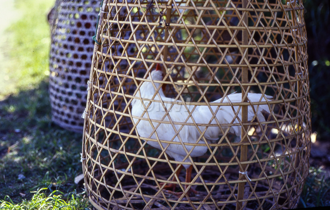 "Rooster in wicker cage" stock image