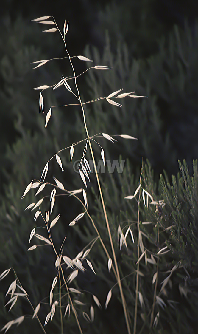 "Grass stalk with seed" stock image