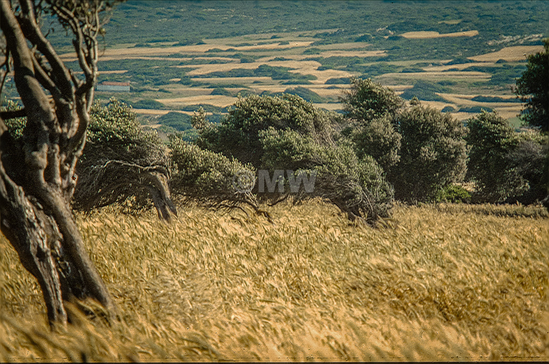 "Olive grove with wheat" stock image