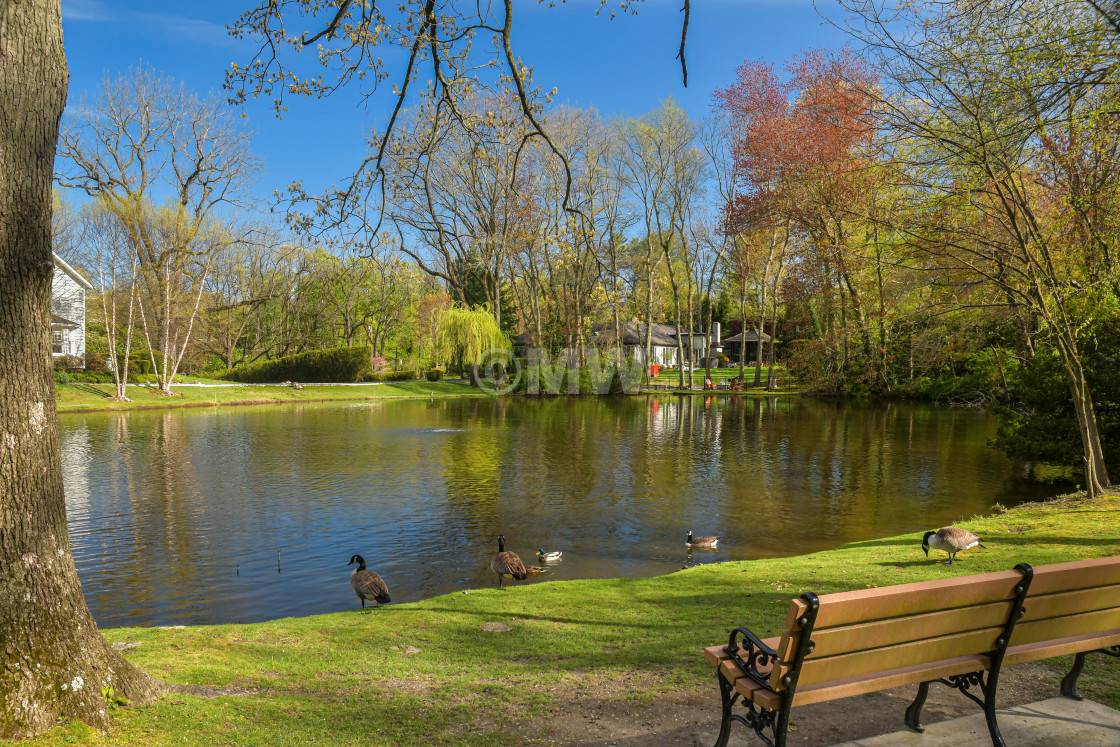 "Roslyn Harbor Pond" stock image