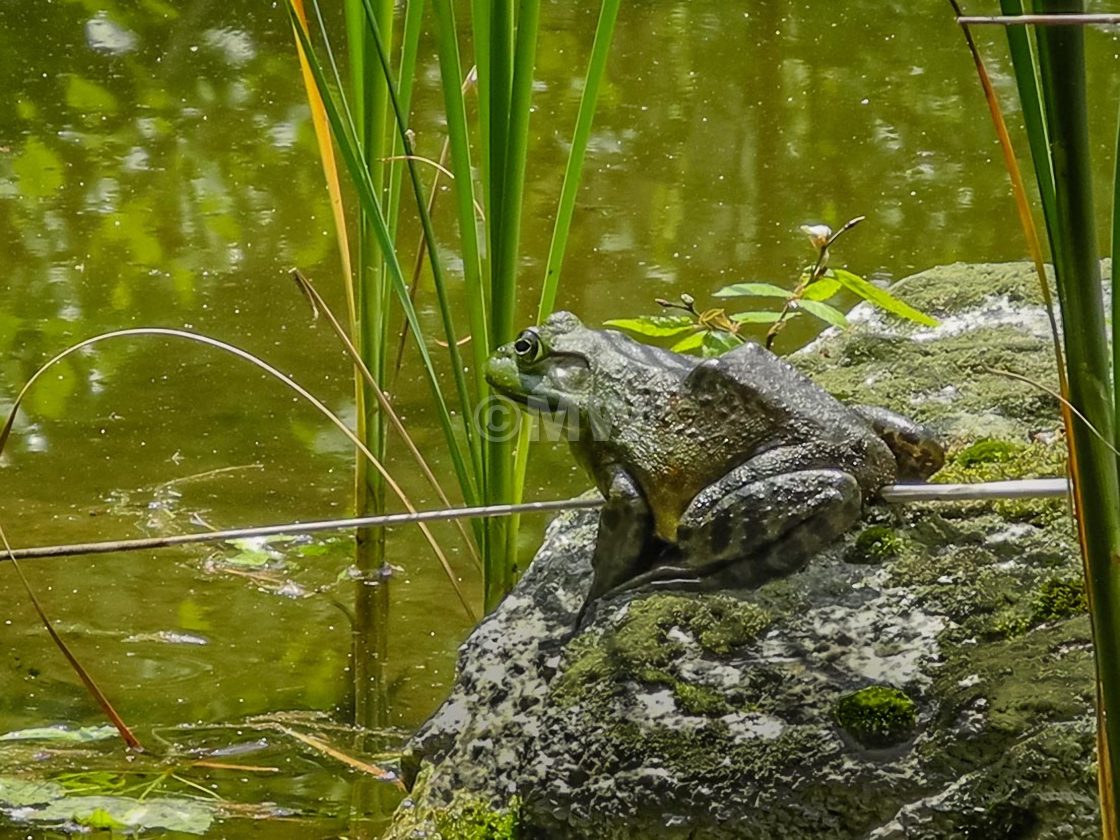 "American bullfrog" stock image