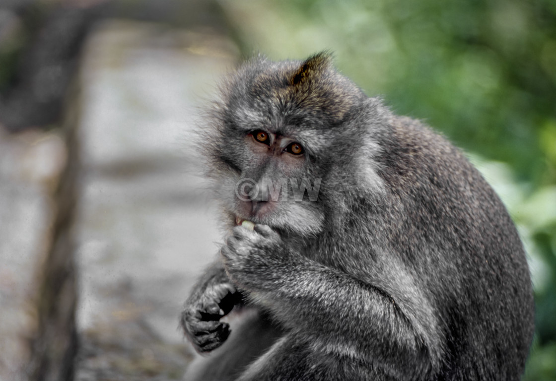 "Crab-eating Macaque" stock image