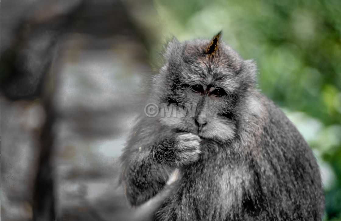 "Crab-eating Macaque" stock image