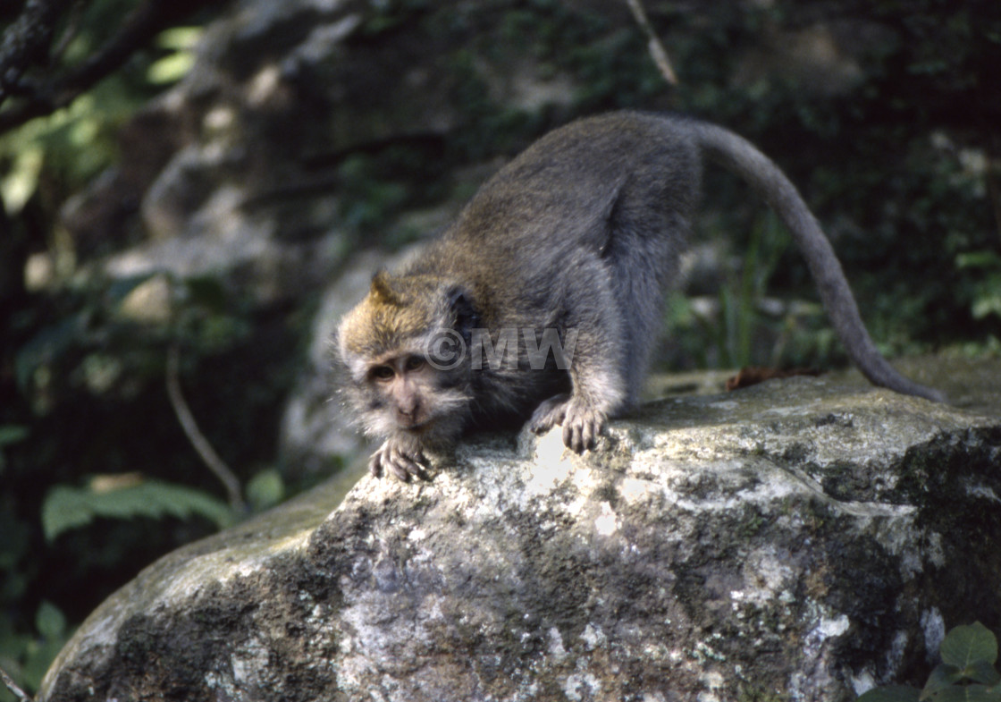 "Baby Crab-eating Macaque" stock image