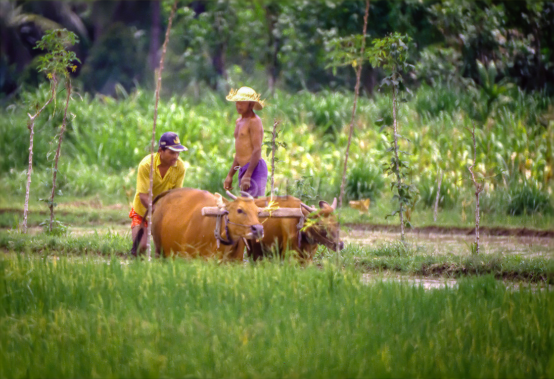 "Men plowing with oxen" stock image