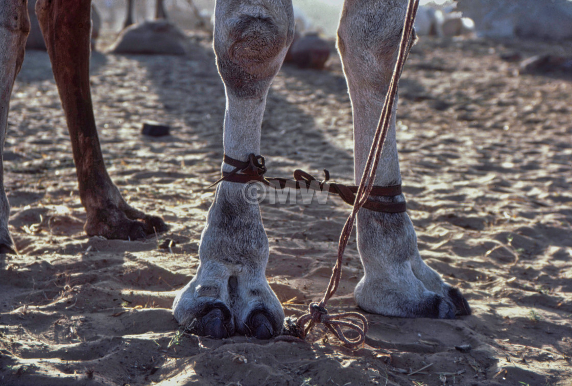 "Camel's hobbled legs" stock image