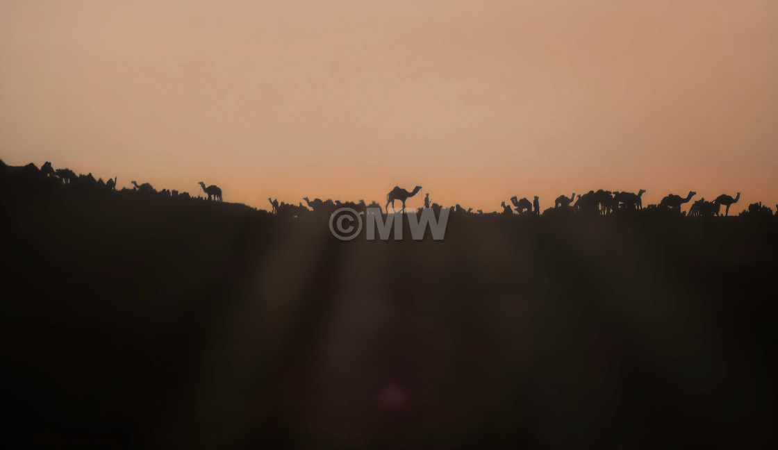 "Pushkar Mela camel skyline" stock image