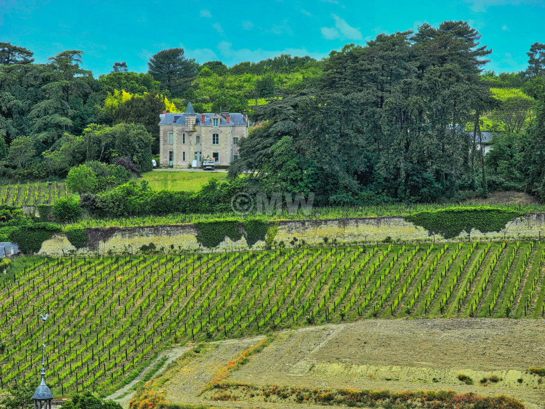 "Vineyards, Chinon" stock image