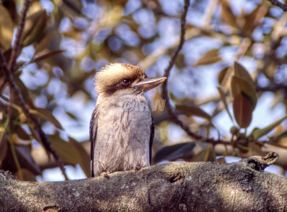 "Kookaburra" stock image