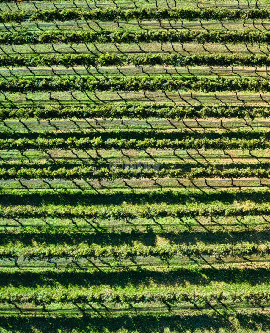 "Grape vines" stock image