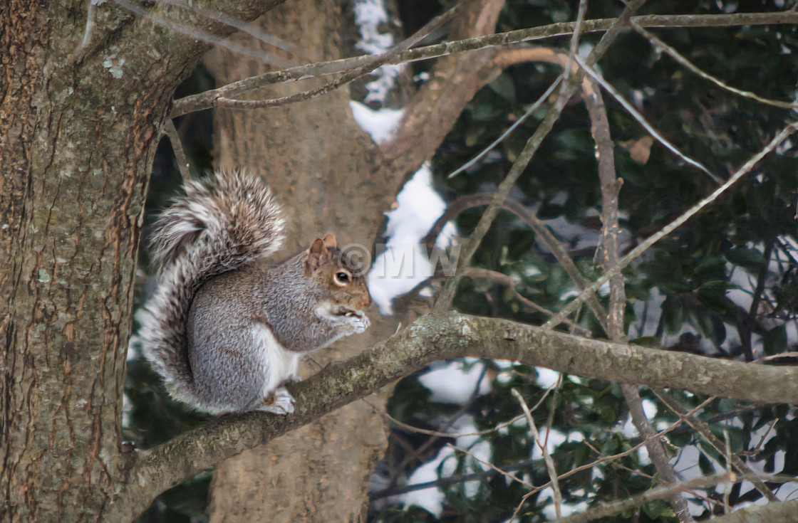 "Gray Squirrel Eating a Nut" stock image