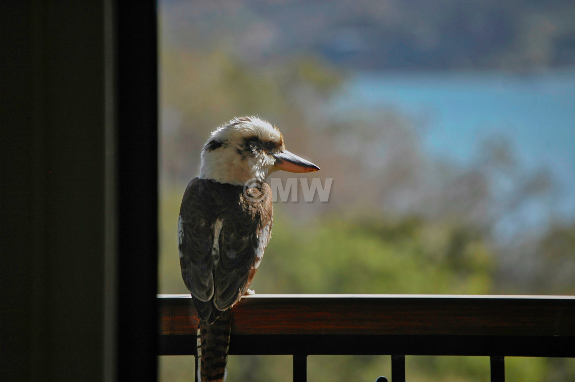 "D 01060 Kookaburra-E_.JPG" stock image