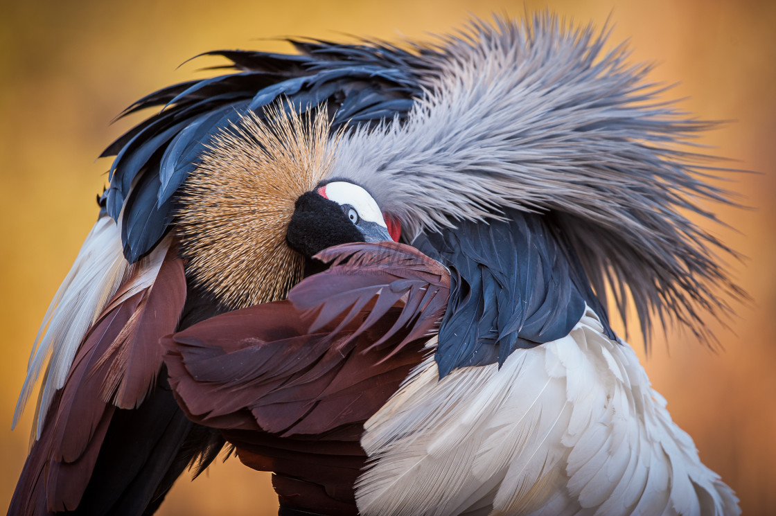 "Crowned Crane Preen and Clean" stock image