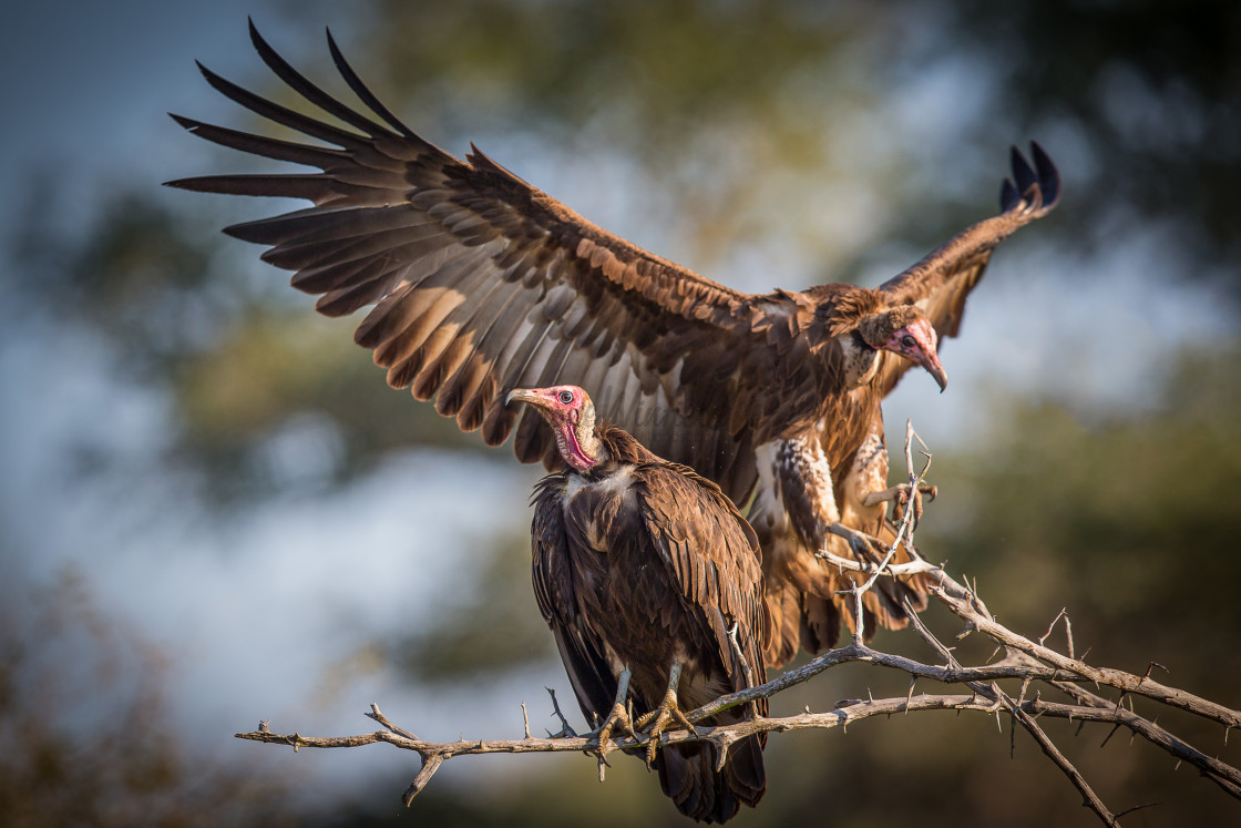 A Feast of Vultures by Josy Joseph