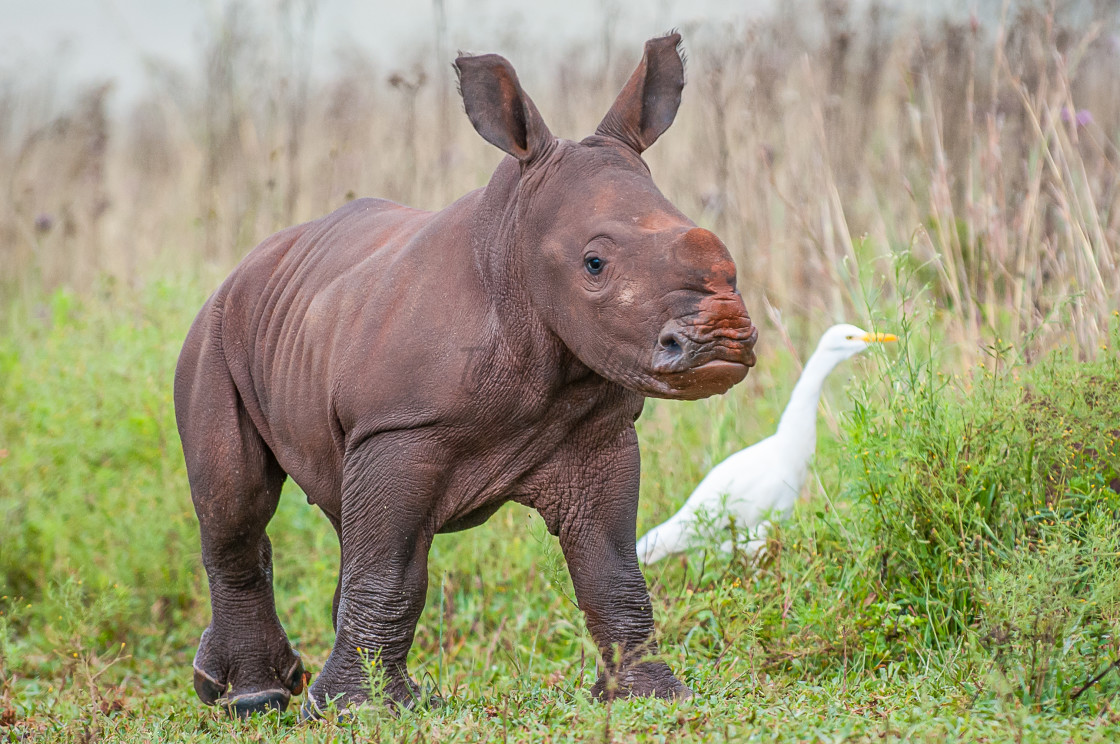 "Inquisitive White Rhinoceros Calf" stock image