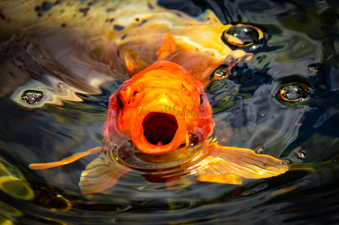 "Gasping for Air" stock image