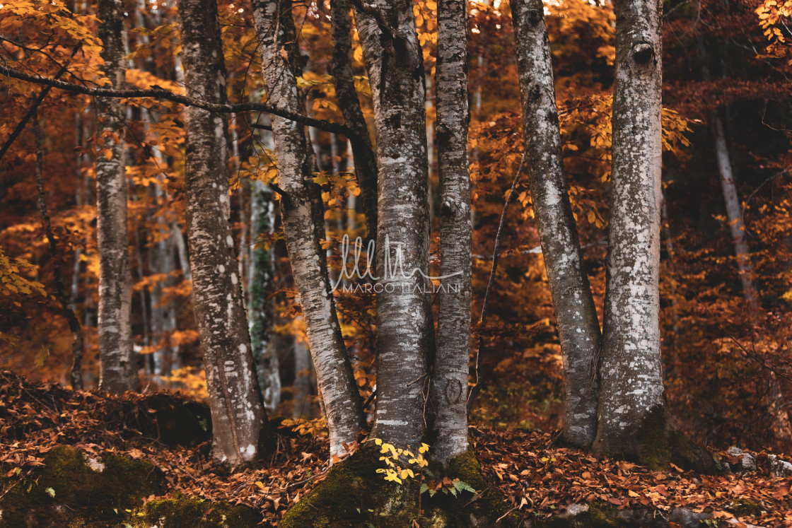 "Autumn Birches" stock image