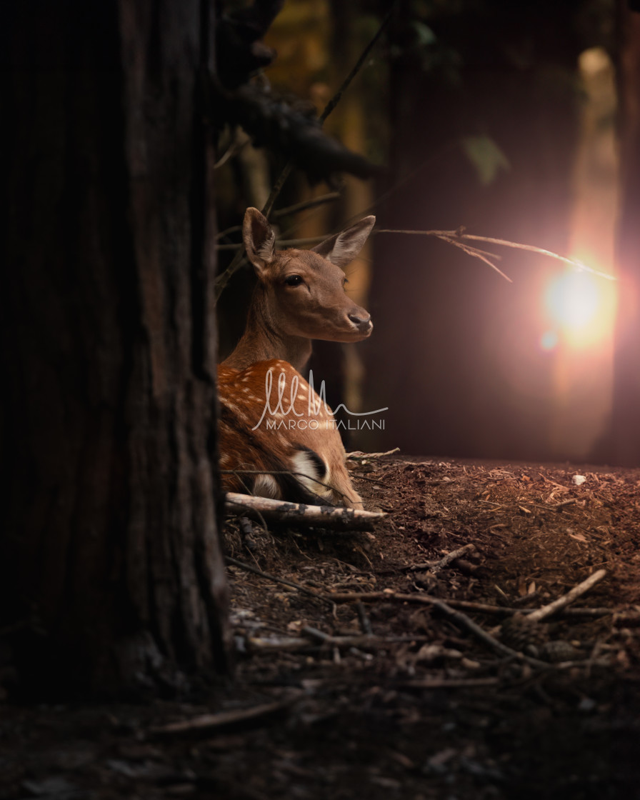 "Sunset Crouching" stock image