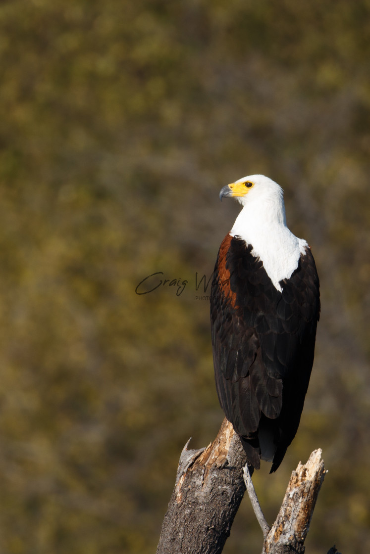 "Fisheagle" stock image