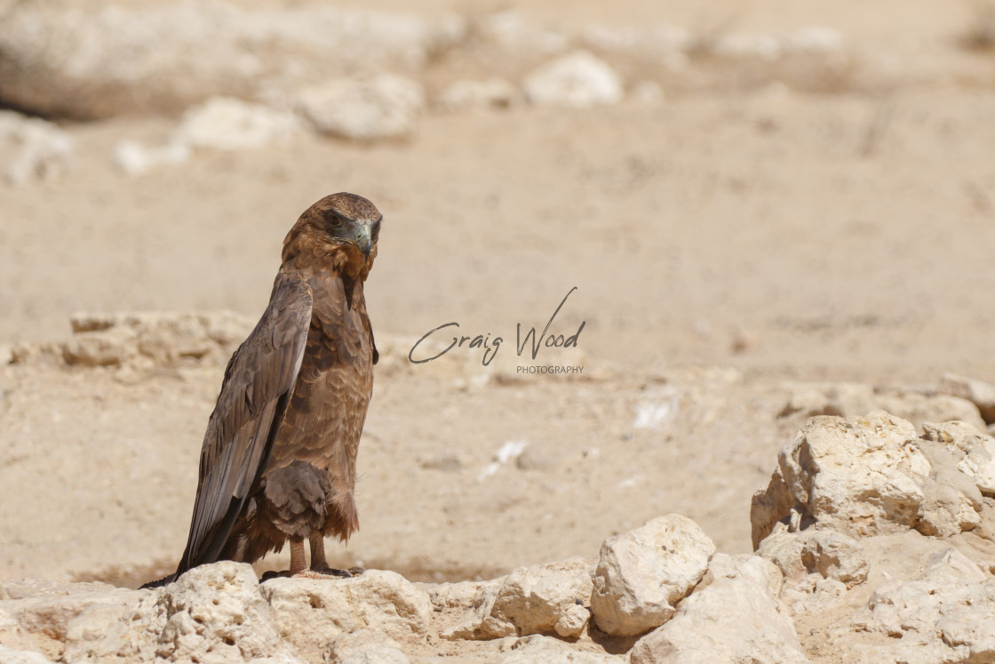 "Bateleur" stock image