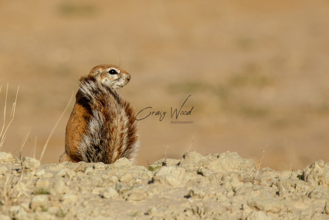 "Ground Squirrel" stock image