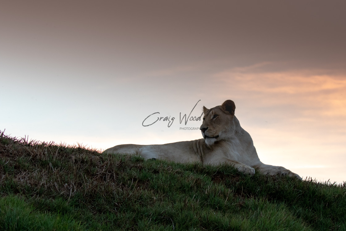 "Female Lion" stock image