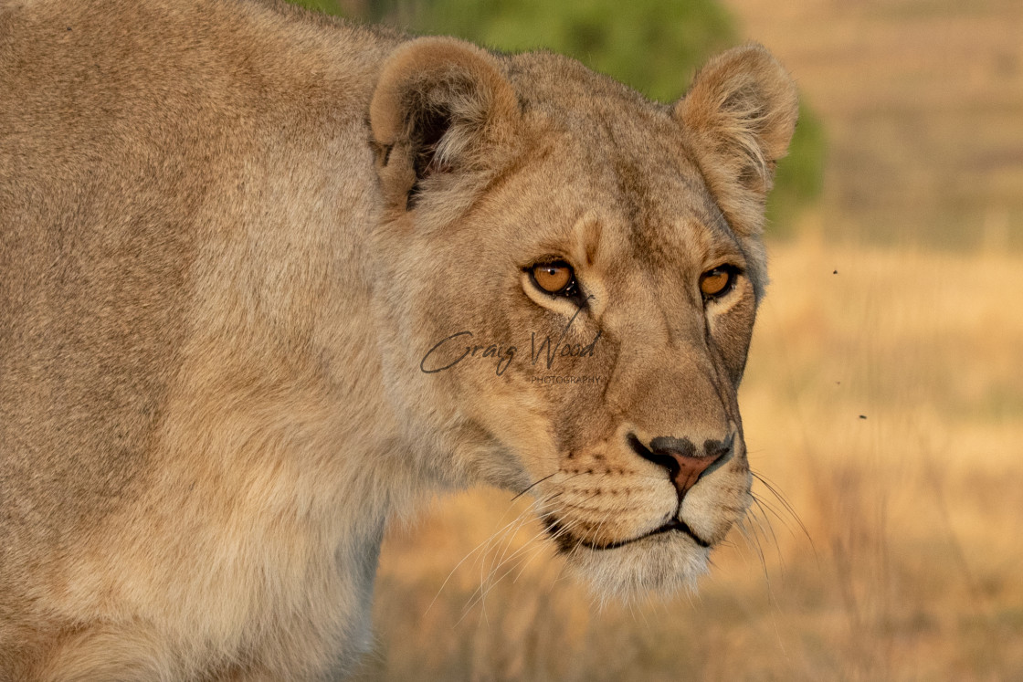 "Female Lion" stock image