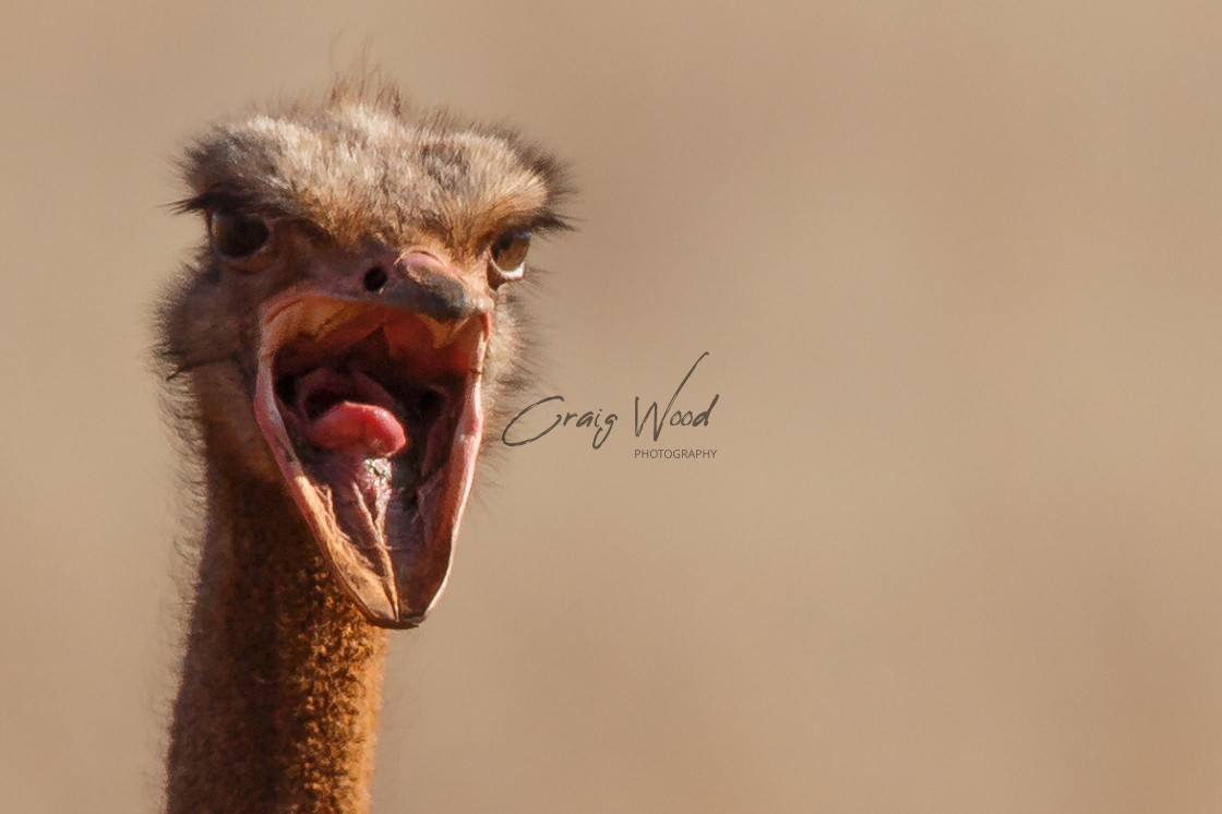 "Ostrich" stock image