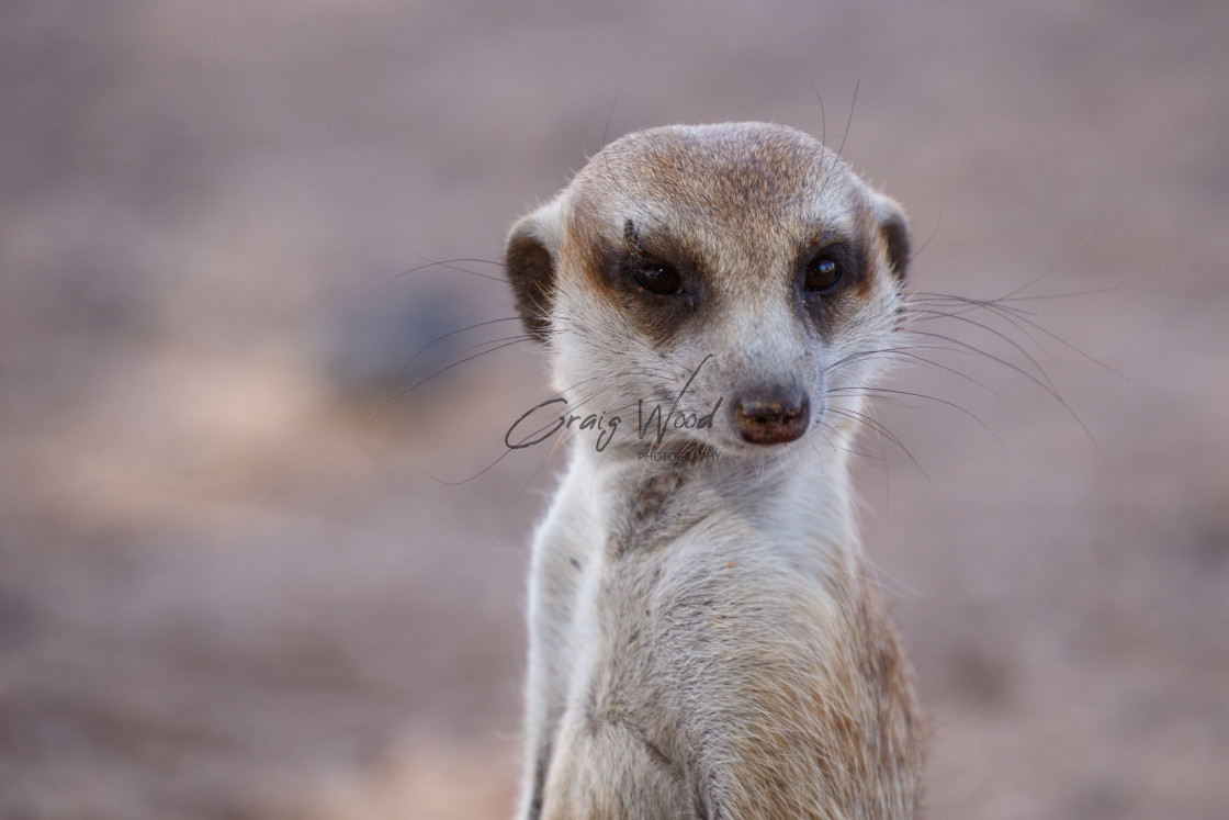 "Meerkat" stock image