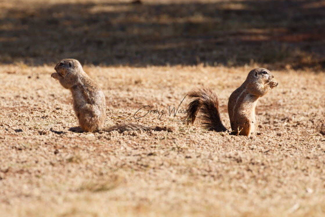 "Ground Squirrel" stock image