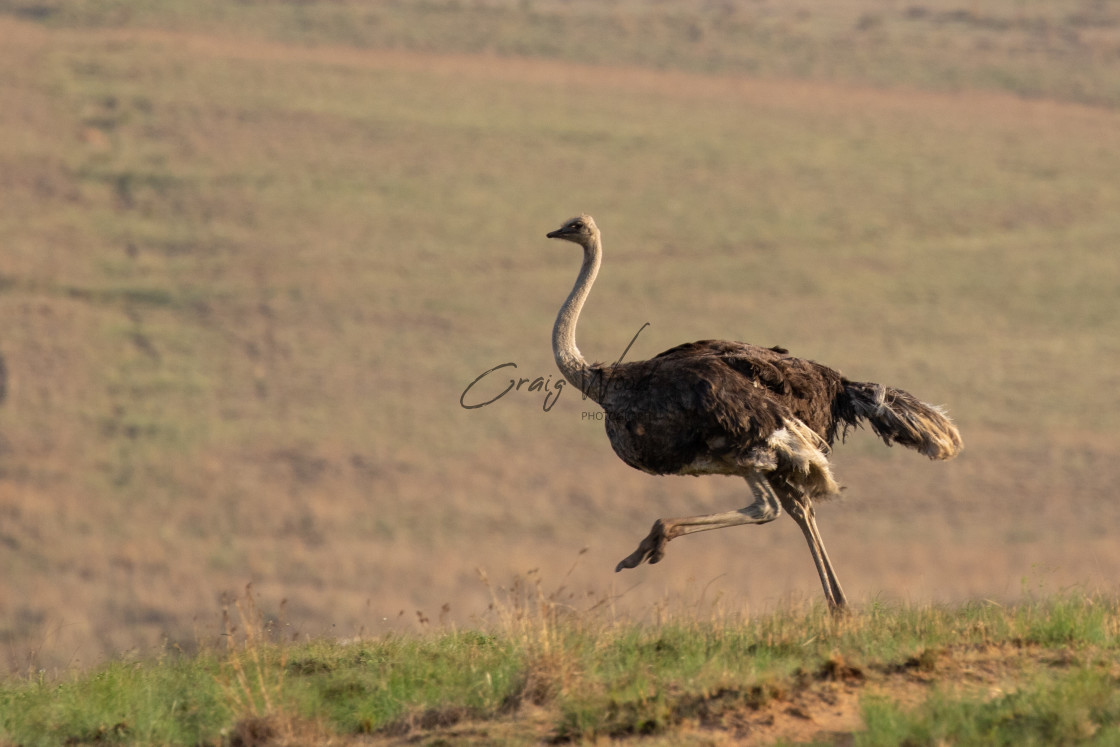 "Ostrich" stock image