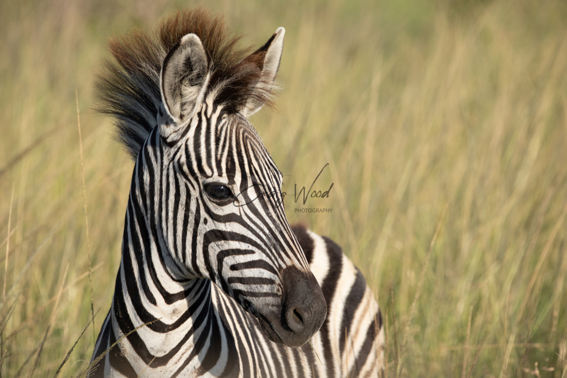 "Zebra" stock image