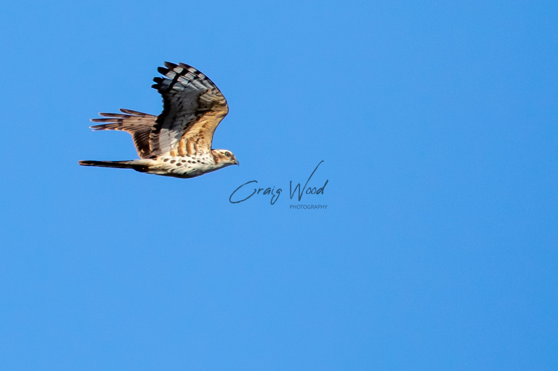 "Steppe Buzzzard" stock image