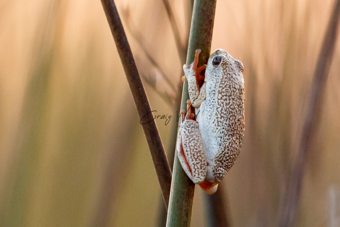 "Common Reed Frog" stock image