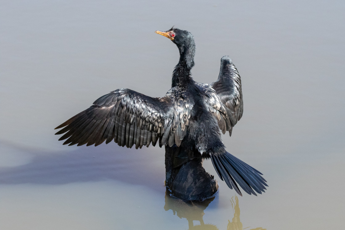 "Africa Reed Cormorant" stock image