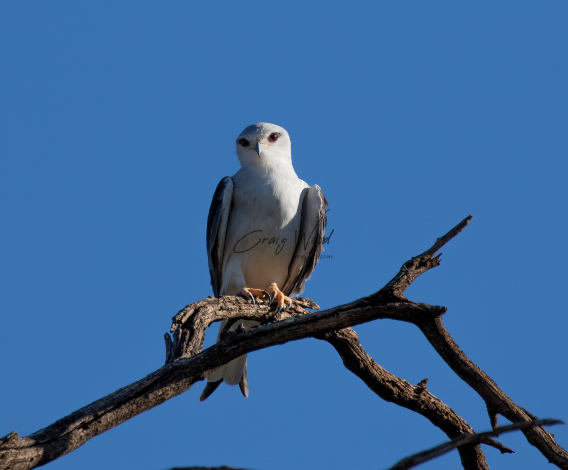 "Black Shouldered Kite" stock image