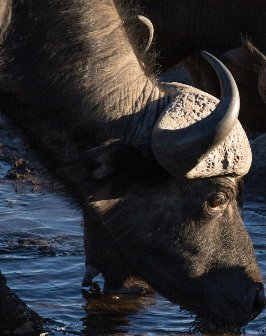 "Buffalo having a drink" stock image