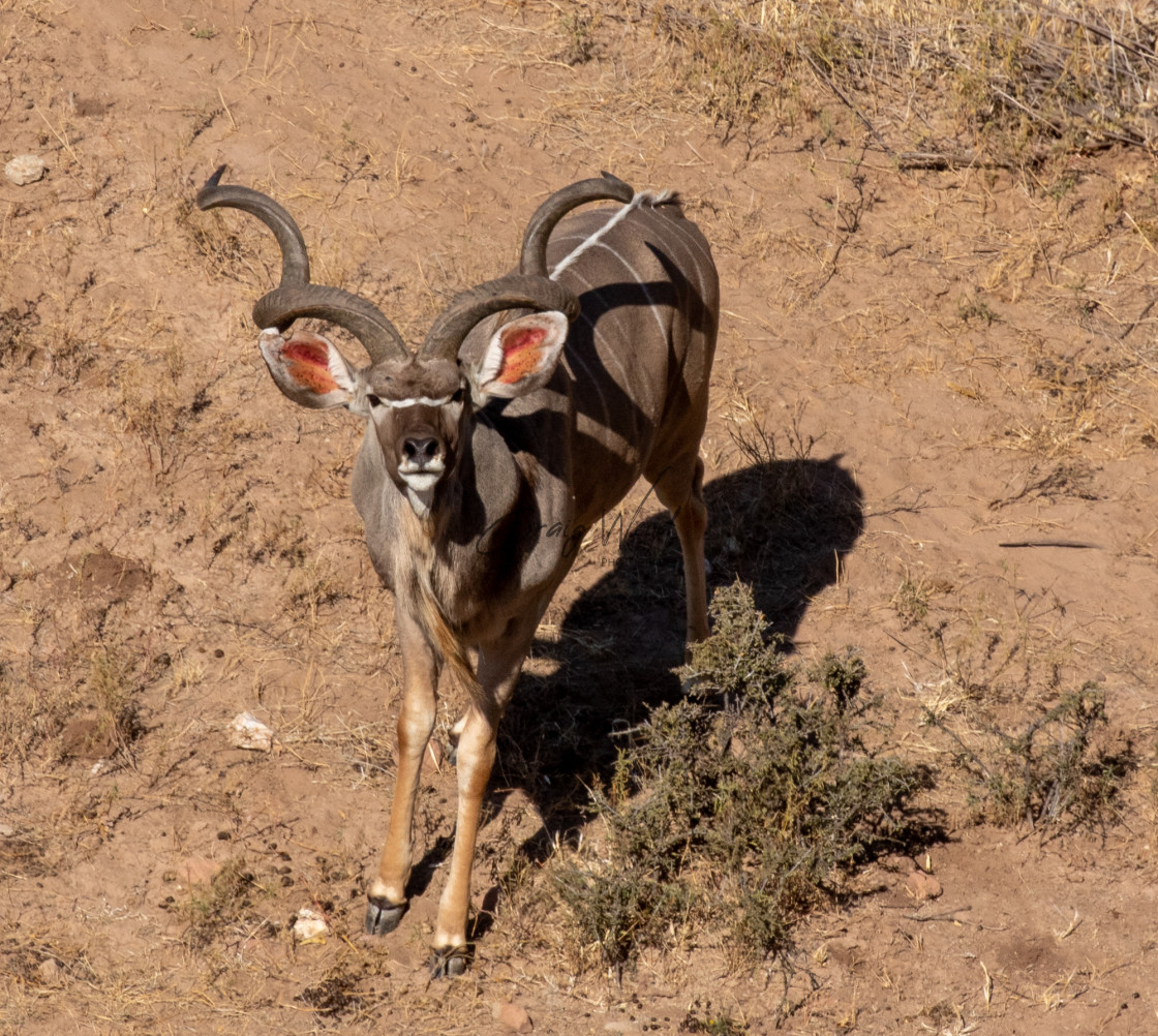 "Male Kudu in the Tuli Block" stock image