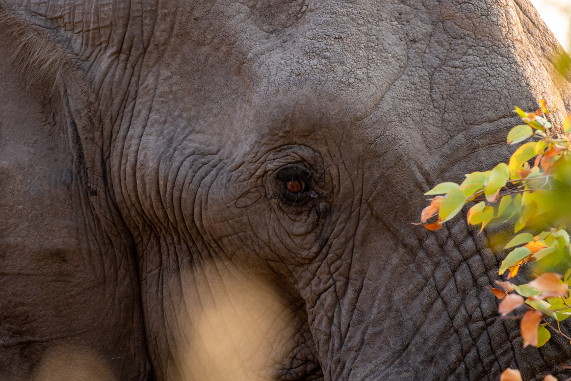 "The Eye of an Elephant" stock image