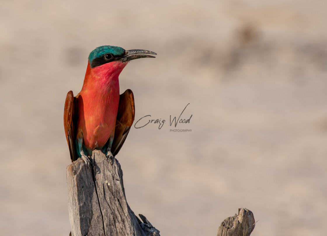 "Southern Carmine Bee-Eater" stock image