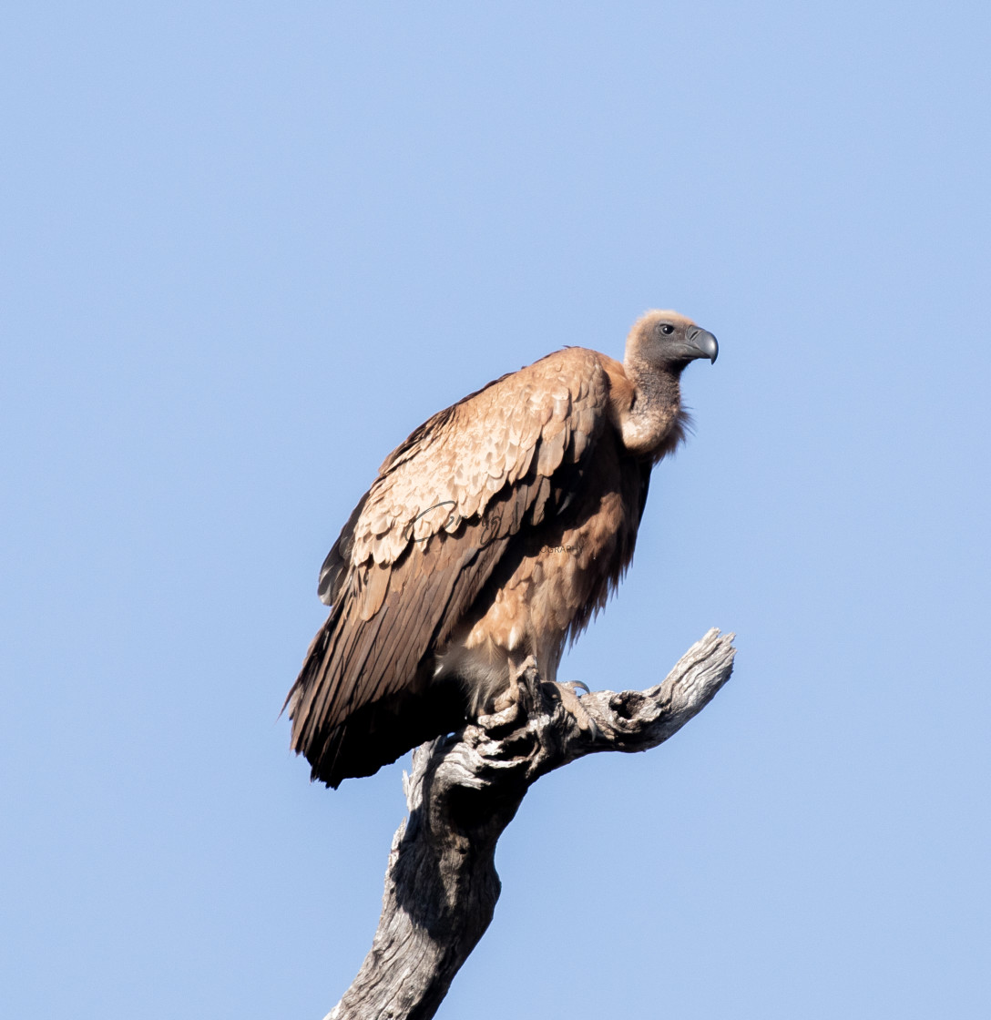 "White Backed Vulture" stock image