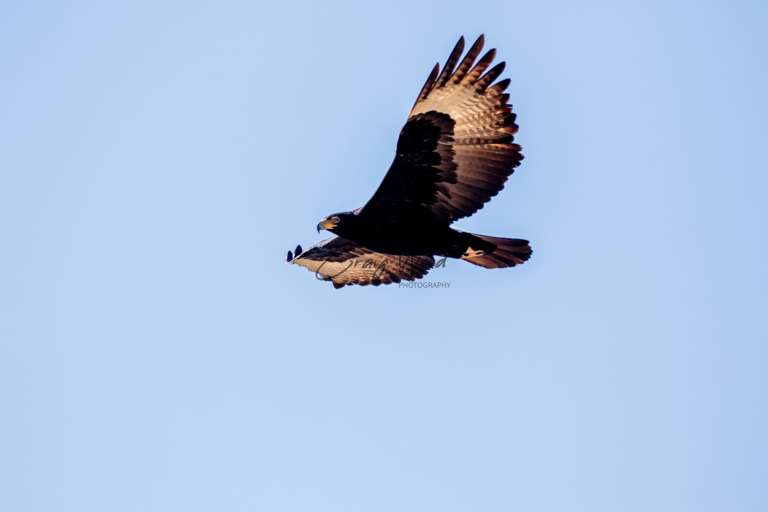 "Verreaux's Eagle" stock image
