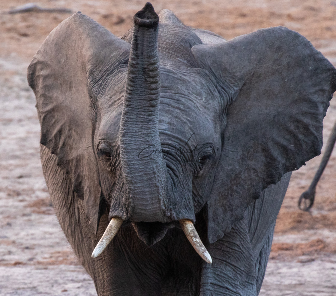 "Young Elephant" stock image