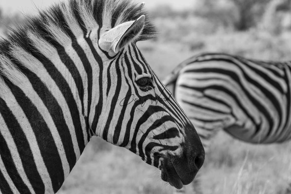 "Zebra" stock image