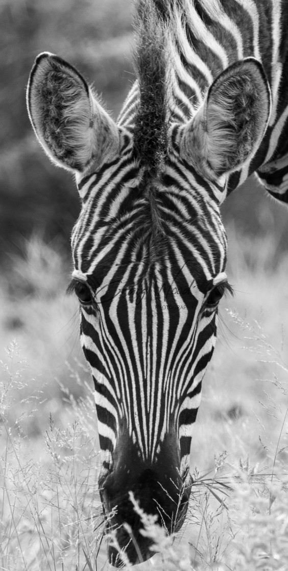 "Zebra" stock image