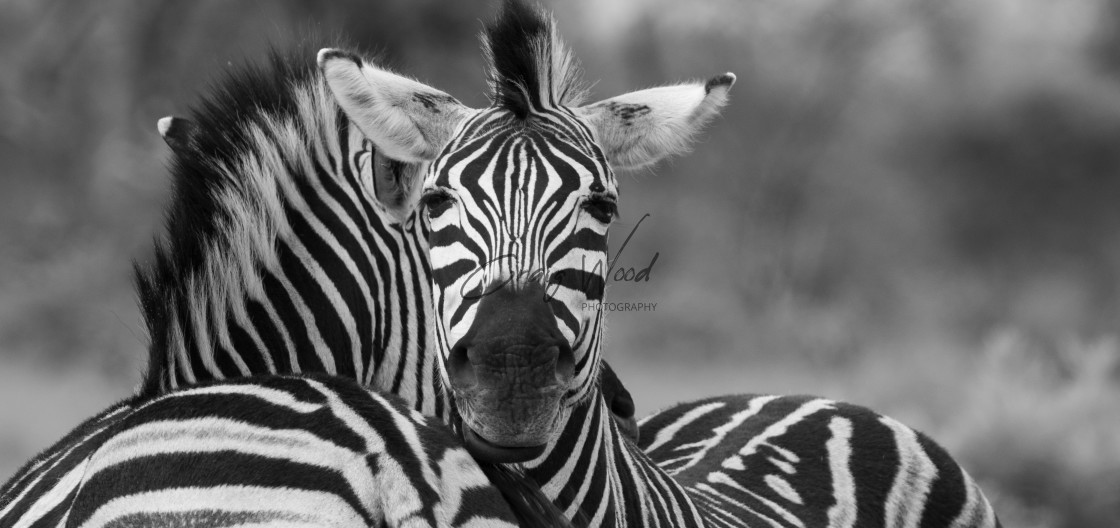 "Zebra" stock image