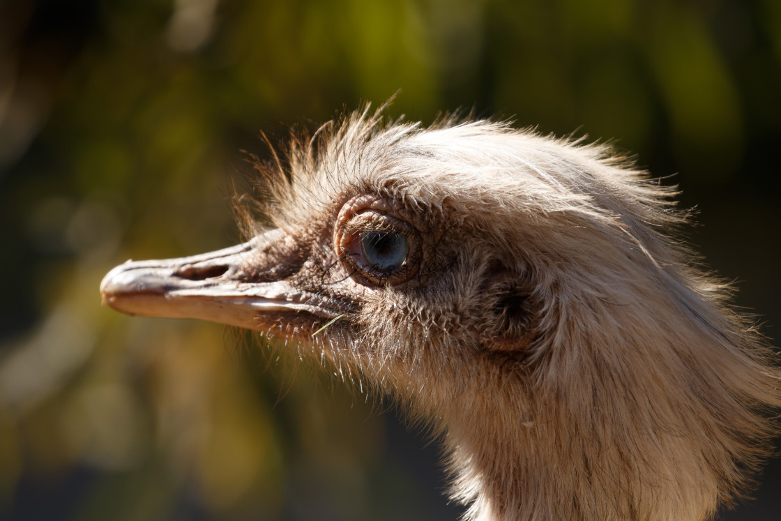 "Close Up Of An Ostrich" stock image